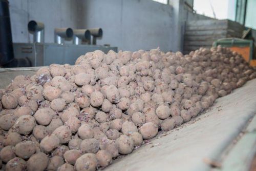 Caritas i “Agro-Velebit” zajedno proizvode krumpir za potrebite