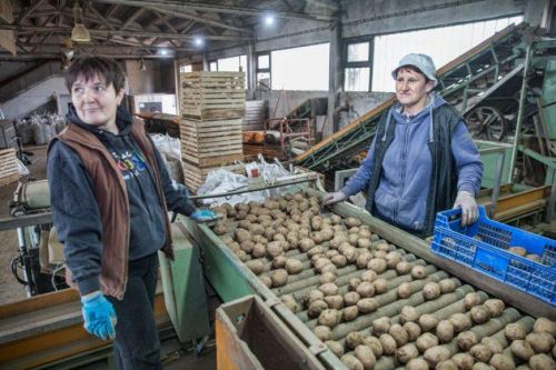 Caritas i “Agro-Velebit” zajedno proizvode krumpir za potrebite
